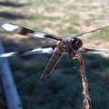 cranelkdragonfly1