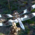 cranelkdragonfly2