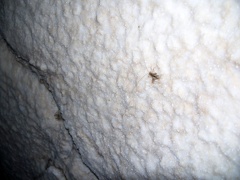 Cave Cricket